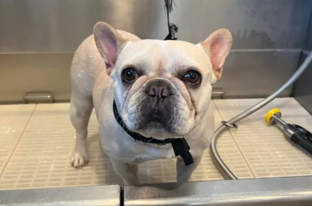 "Mi trasferisco, potete sopprimere la mia cagnolina?": richiesta choc al canile, ecco come è andata a finire