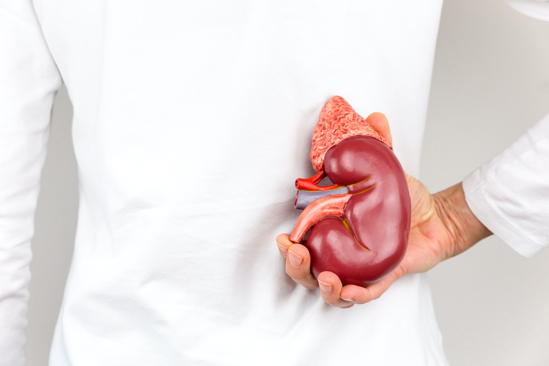 Hand holding model of human kidney organ at body
