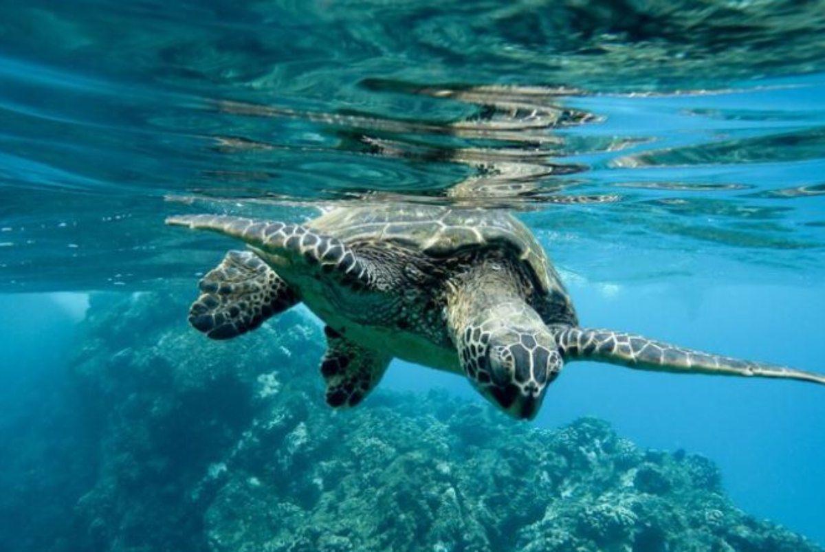 Perche-non-si-deve-mangiare-carne-di-tartaruga