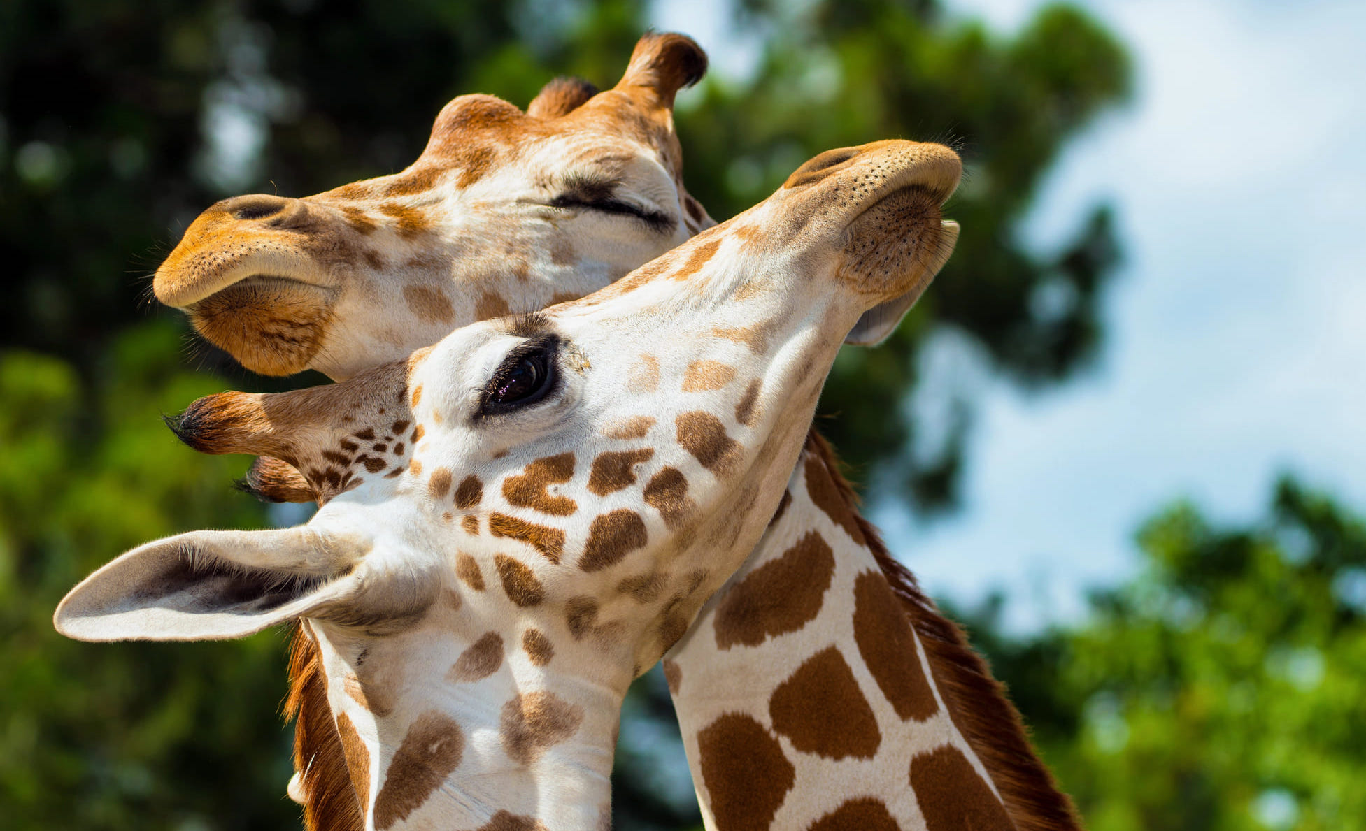 Depositphotos_giraffe