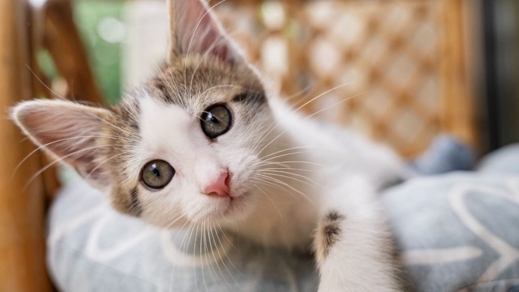 Gatti sterilizzazione_Donnaclick