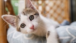 Gatti sterilizzazione_Donnaclick