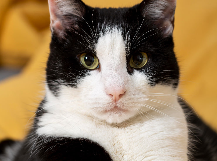 Sterilizzazione gatti_Donnaclick