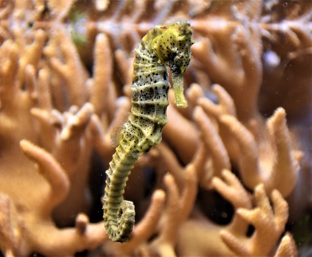 Un cavalluccio marino