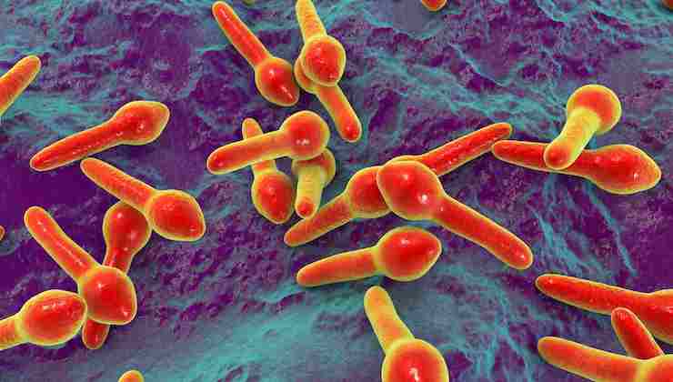 Zuppe vellutate botulino ministero salute_Donnaclick