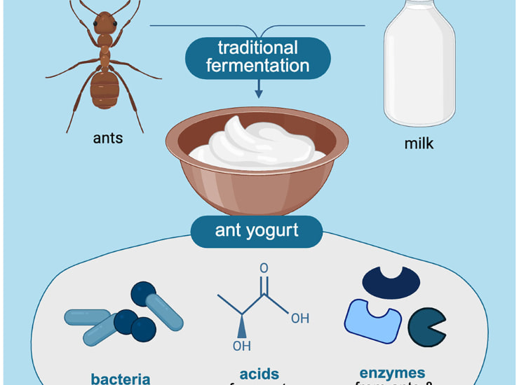 Formiche yogurt_Donnaclick